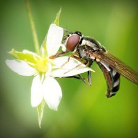 /album/une-histoire-de-gout-les-delices-danthony-/photolia-a02-jpg/