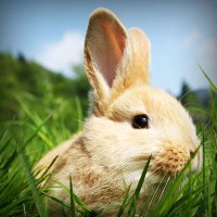 /album/une-histoire-de-gout-les-delices-danthony-/photolia-a03-jpg/