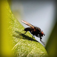 /album/une-histoire-de-gout-les-delices-danthony-/photolia-a04-jpg/