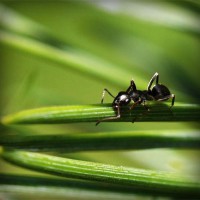 /album/une-histoire-de-gout-les-delices-danthony-/photolia-a05-jpg/