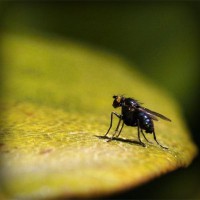 /album/une-histoire-de-gout-les-delices-danthony-/photolia-a07-jpg/