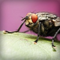 /album/une-histoire-de-gout-les-delices-danthony-/photolia-a08-jpg/